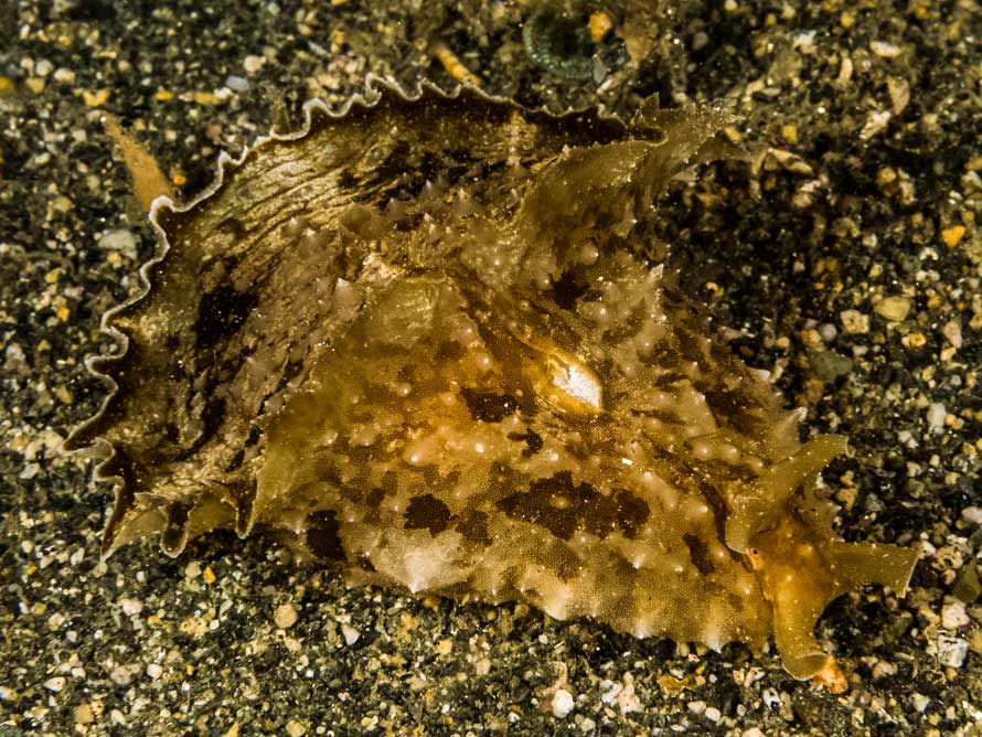 Dolabella auricularia